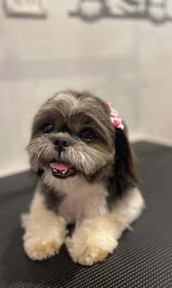 Pet grooming academy pet