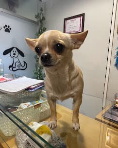 Pet grooming training session