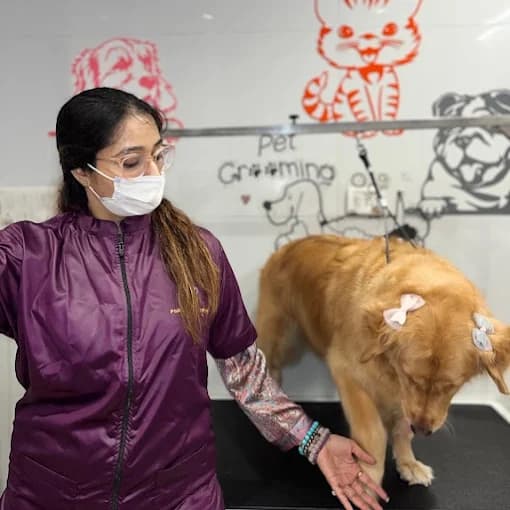 Pet grooming academy dog