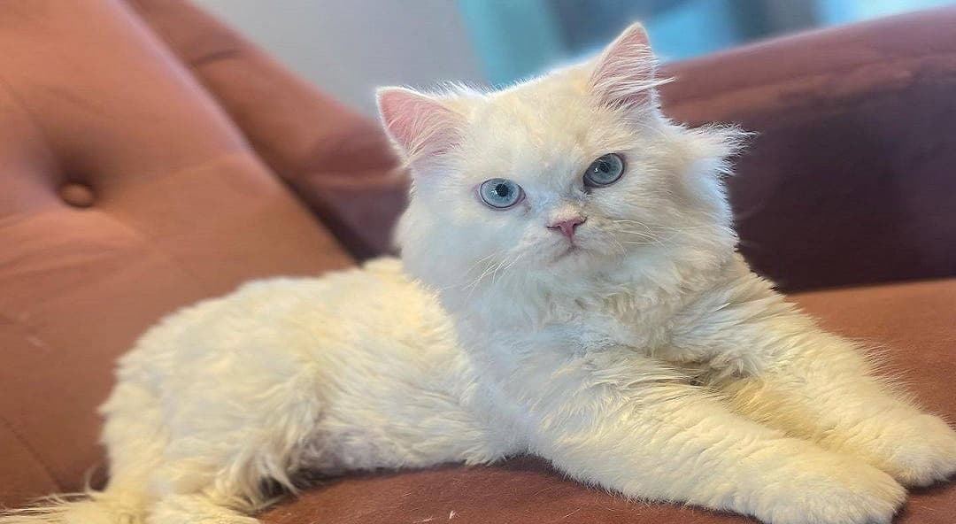 Cat Grooming Transformation after