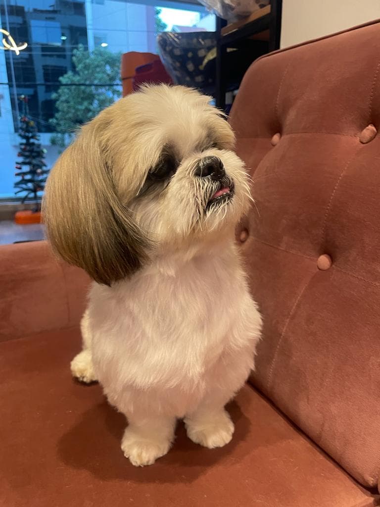Dog after grooming