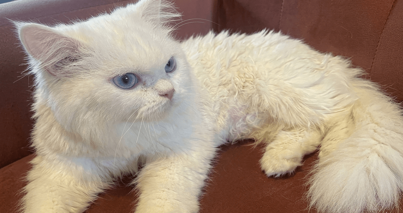 Cat Grooming Transformation before