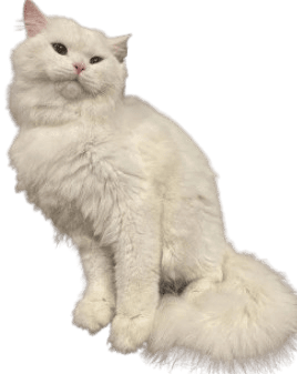 Cat grooming