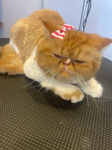 Full Grooming & Bath