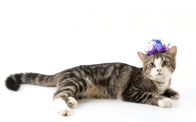 Cat grooming package