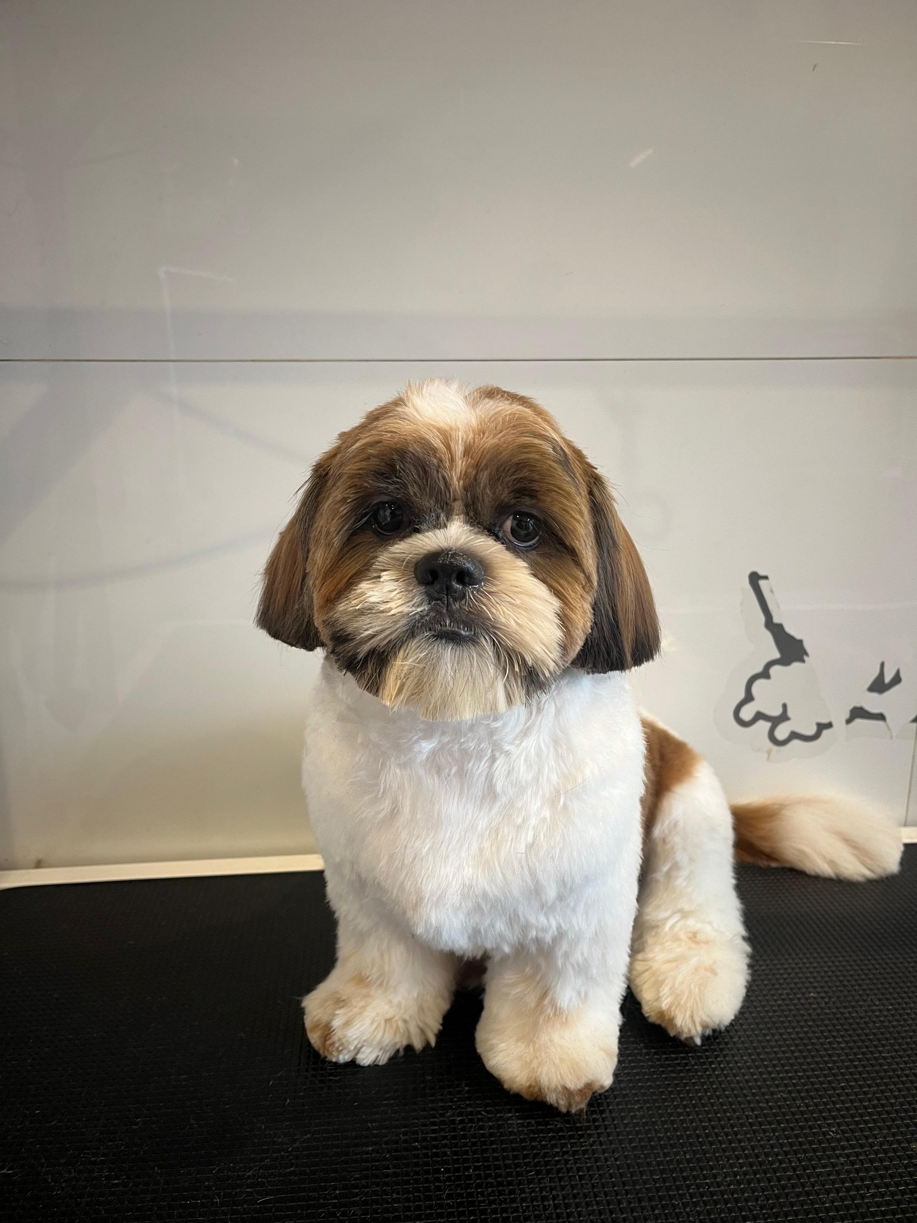 Dog Grooming Transformation after