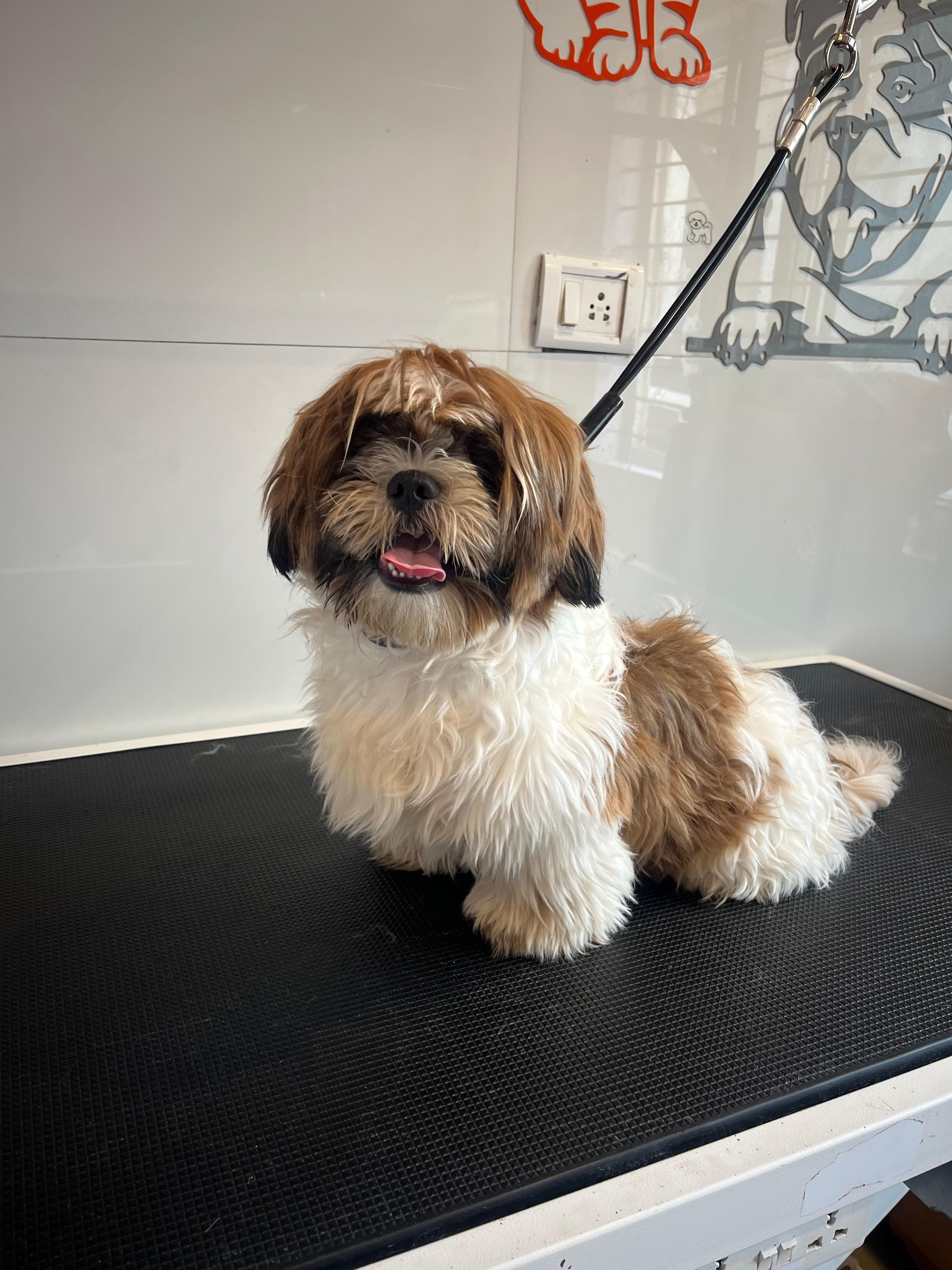 Dog Grooming Transformation before