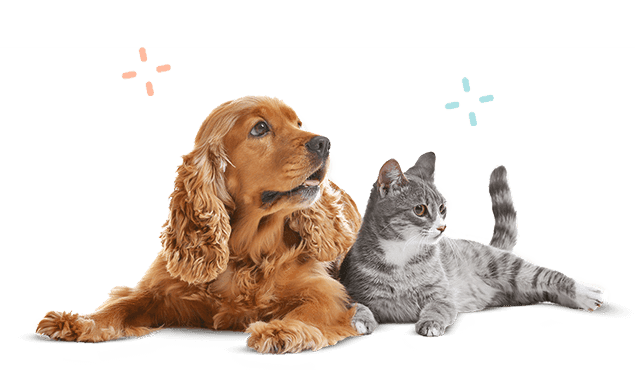 Dog and cat