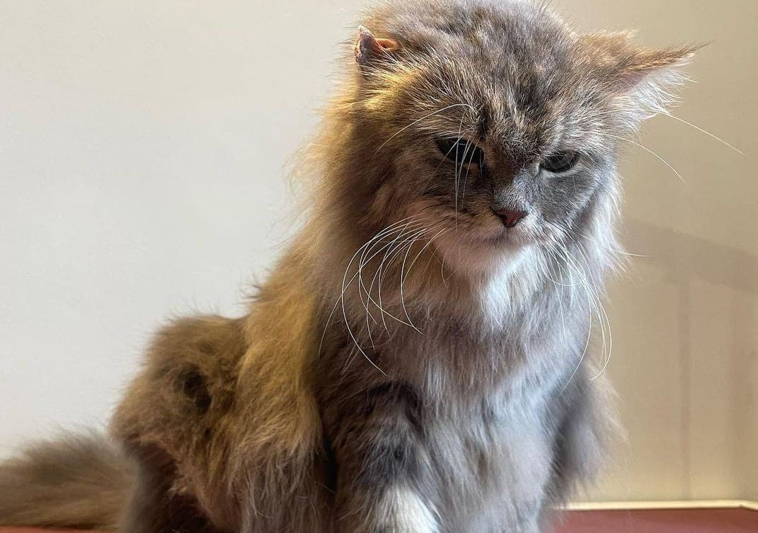 Massage & Quick Services