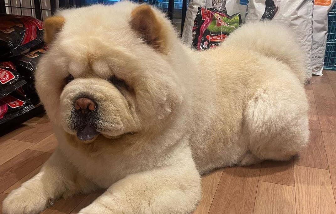 Dog grooming