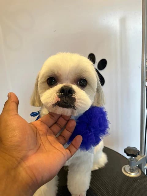 Short Coat Grooming