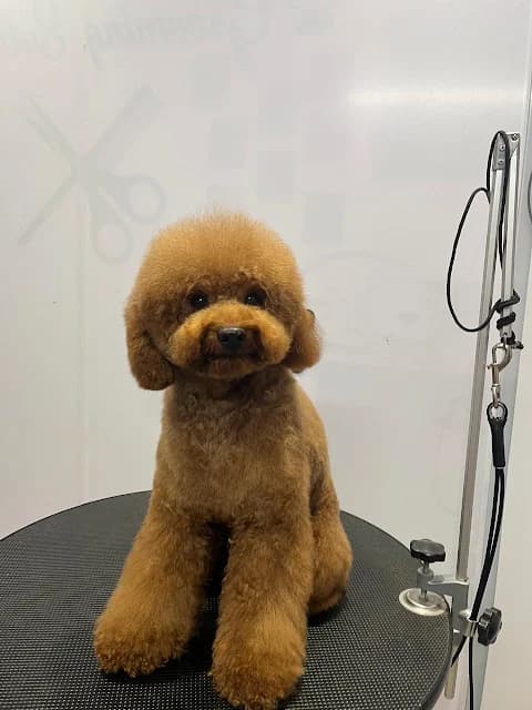 Long Coat Grooming