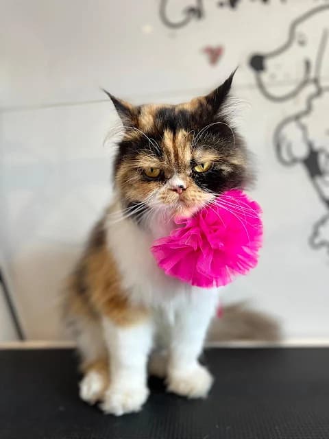 Massage & Quick Services