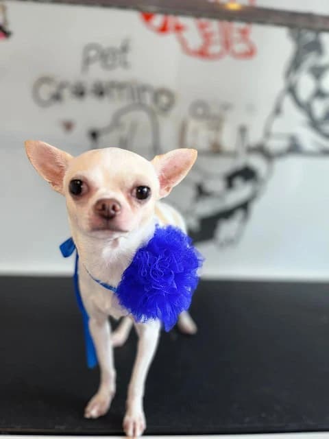 Full Grooming & Bath