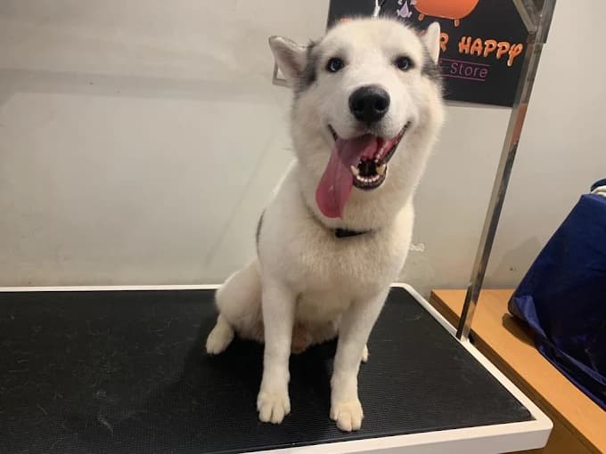 Pet grooming image 1