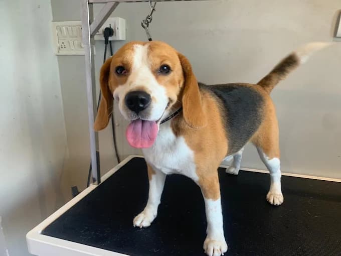 Pet grooming image 2