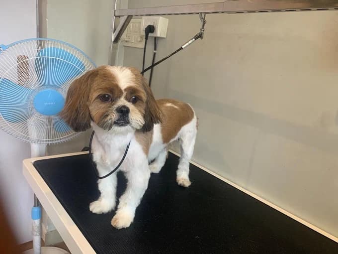 Pet grooming image 3