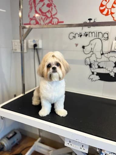 Our groomers