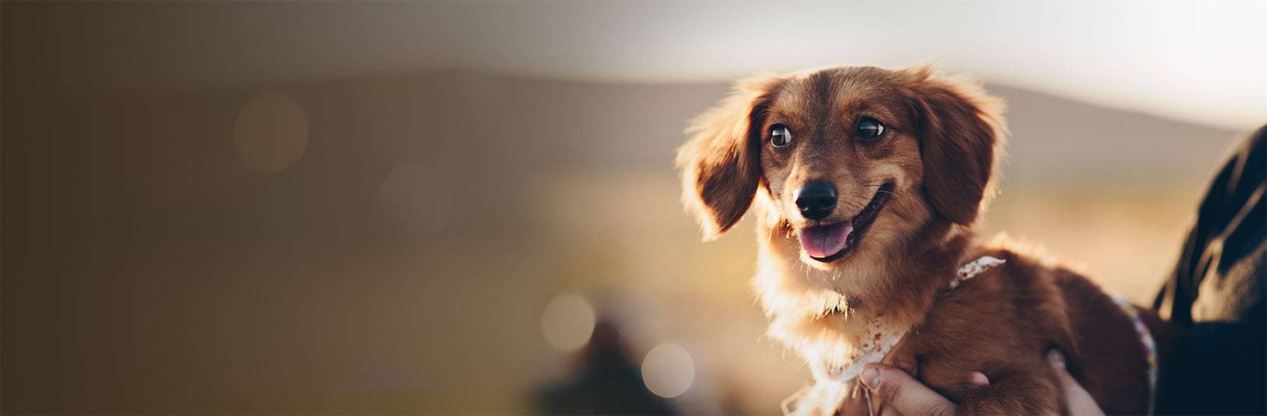 Smiling puppy