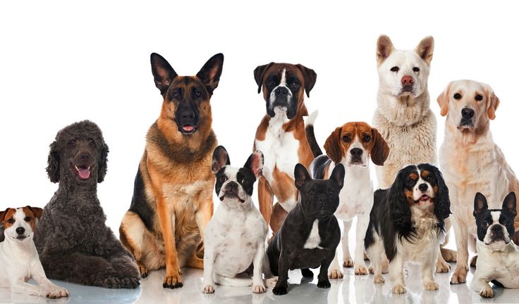 The Most Popular Dog Breeds In The World 2024.