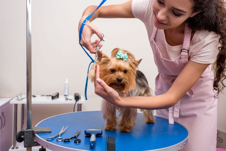 Dog grooming services